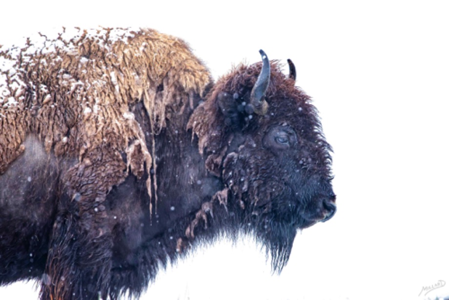 Bison / Buffalo molting his winter coat
Lamar Valley, Yellowstone